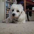 Lazy Pinocho